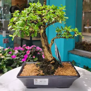 Bonsai de colecionador - Carmona (5 anos)