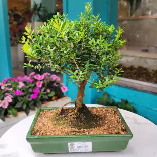Bonsai Colecionador - 5 Anos - Buxus