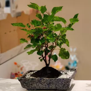 Bonsai de Amora plantado em vaso de cerâmica sobre mesa branca, com foco nas folhas verdes e frutos vermelhos