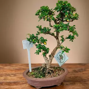 Bonsai de Buxinho de 8 anos com tronco em estilo informal, folhagem verde densa e raízes visíveis em vaso de cerâmica terracota.