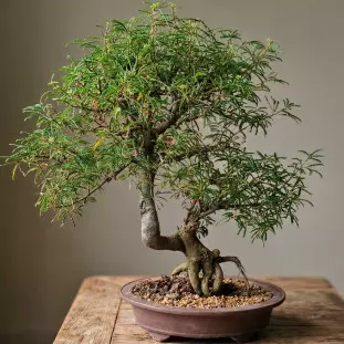 bonsai de caliandra de 8 anos de idade em peça de louça