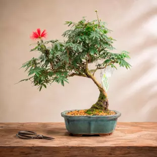 Bonsai Caliandra Vermelha de 10 anos com uma flor em formato de pompom vermelho, plantado em vaso de cerâmica azul esmaltada sobre mesa de madeira - Ikebana Flores.