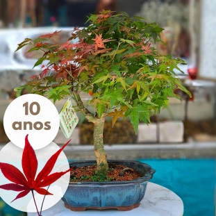 Bonsai de colecionador Acer Palmatum de 10 anos em vaso de cerâmica azul, com folhas em tons de verde e vermelho.