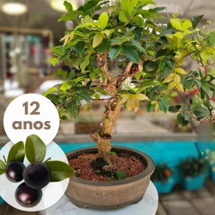 Bonsai Jabuticaba de 12 anos com frutos e folhas verdes em vaso artesanal.