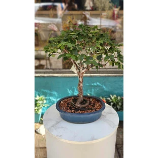 Bonsai de colecionador Jabuticaba de 6 anos em vaso azul, com tronco firme e folhagem verde.