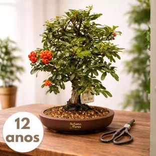 Bonsai de Piracanta com folhas verdes densas e pequenos frutos alaranjados em vaso de cerâmica marrom sobre mesa de madeira - Ikebana Flores BH.