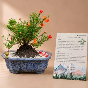 Bonsai de romã com frutos plantado em uma louça de cerâmica ao lado do seu manual de como cuidar