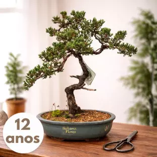 Bonsai de Tuia Jacaré de 12 anos com tronco retorcido em vaso de cerâmica azul sobre mesa de madeira - Ikebana Flores Belo Horizonte.