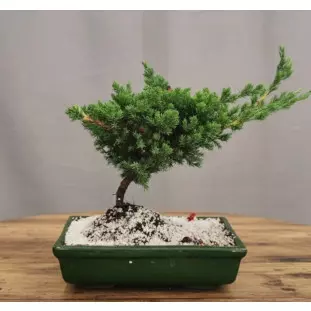 Bonsai de Tuia Jacaré