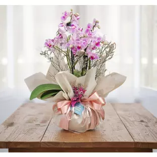 Mini Orquídea Aurora