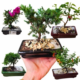 Bonsai baby na Louça