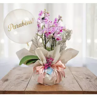 Mini Orquídea Aurora com Balão parabéns
