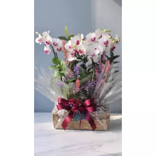 Arranjo Jardim Duo com mini orquídeas brancas em cachepô rústico de madeira, flores lilás e laço vermelho-vinho - Ikebana Flores BH.