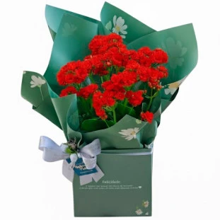 Kalandiva vermelha plantada em caixa verde decorativa com laço e mensagem Felicidade da Ikebana Flores