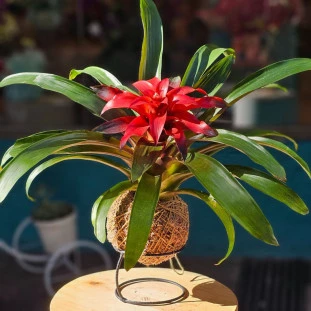 Kokedama de bromélia vermelha Estrela Escarlate com folhas verdes, em suporte de ferro, da Ikebana Flores