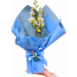 Mini orquídea phalaenopsis branca em caixa azul com laço e papel azul, inspirada no vestido de Grace Kelly, presente elegante com entrega em Belo Horizonte.