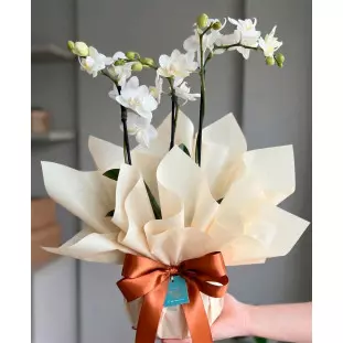 Mini orquídea phalaenopsis branca de duas hastes em embalagem luxo champagne com laço de cetim acobreado - Ikebana Flores.