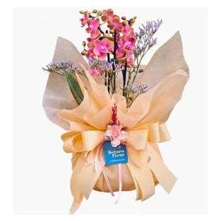 Mini orquídea phalaenopsis rosa em embalagem luxuosa com laço elegante, presente sofisticado com entrega rápida em Belo Horizonte.