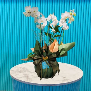 Mini Orquídea Green