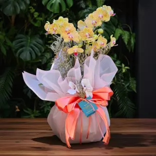 Mini Orquídea - Embalagem Coral