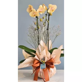 Orquídea Phalaenopsis de cor âmbar com duplo caule em embalagem champanhe luxuosa e laço de cetim acobreado - Ikebana Flores BH.