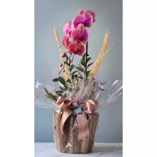 Orquídea Phalaenopsis rosa de duas hastes em cachepô de madeira rústica com laço rosê e detalhes boho - Ikebana Flores.