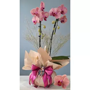 Arranjo de orquídea Phalaenopsis rosa em embalagem champagne com laço de cetim rosa para presente - Ikebana Flores BH.