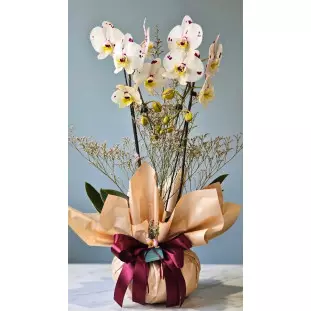 Orquídea Phalaenopsis Poá branca de duas hastes em embalagem champanhe com laço bordô - Ikebana Flores.