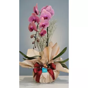 Orquídea Phalaenopsis rosa em embalagem de presente champagne com laço de cetim bordô e detalhes decorativos - Ikebana Flores BH.