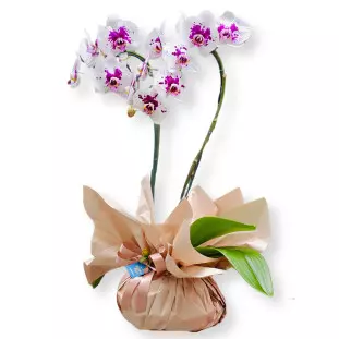 Orquídea Mosaico