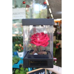 Rosa eterna no box