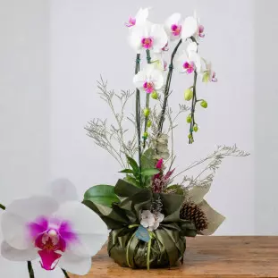 Orquídea Phalis miolo roxo natalina