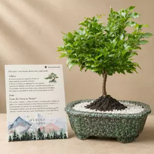 Bonsai de Jabuticaba na louça