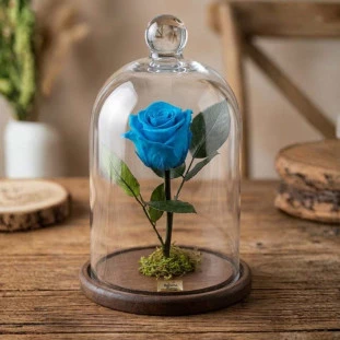 rosa eterna preservada na cúpula na cor azul clara