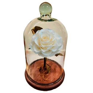 rosa eterna na cúpula branca preservada