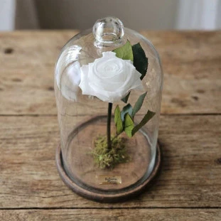 rosa eterna branca média em cúpula de vidro – rosa preservada que dura anos