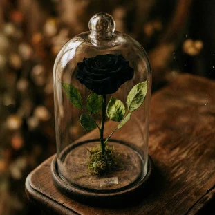 rosa preservada preta na cúpula