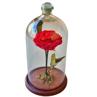 Rosa eterna vermelha Grande na Cúpula