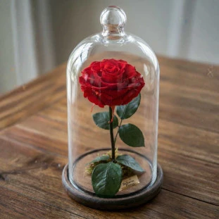 rosa vermelha preservada na cúpula de vidro em cima de uma mesa de madeira