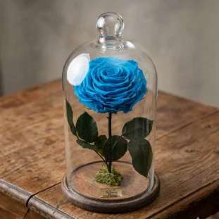 rosa eterna na cúpula azul preservada