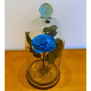 rosa eterna na cúpula azul preservada