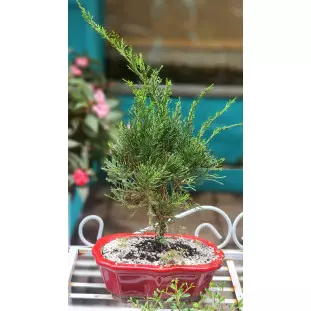 Bonsai de Tuia Jacaré