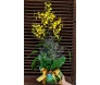 Orquídea Chuva de Ouro 