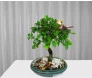 Bonsai de Umus na louça, 4 anos
