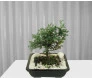Bonsai de Tuia Azul