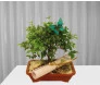 Bonsai Jabuticaba
