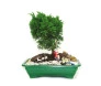 Bonsai Tuia Chimpaco 