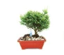 Bonsai de Tuia Prata - BH