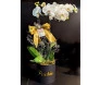 orquídea box parabéns