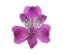 Astromelia Lilas
